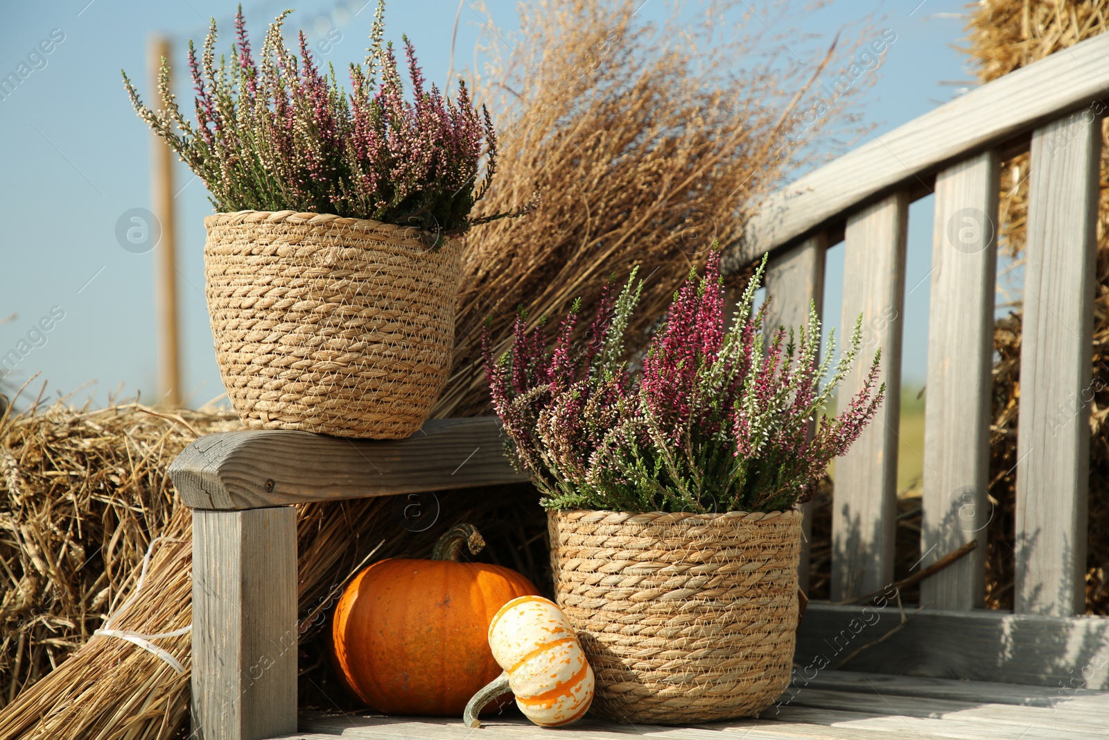 Photo of Beautiful heather flowers in pots and pumpkins on wooden bench outdoors