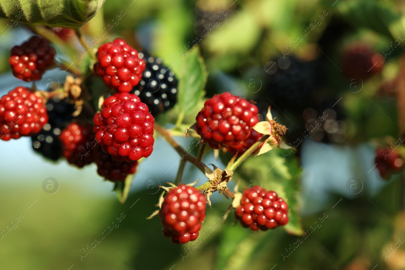 Photo of Ripe and unripe blackberries growing on bush outdoors, closeup