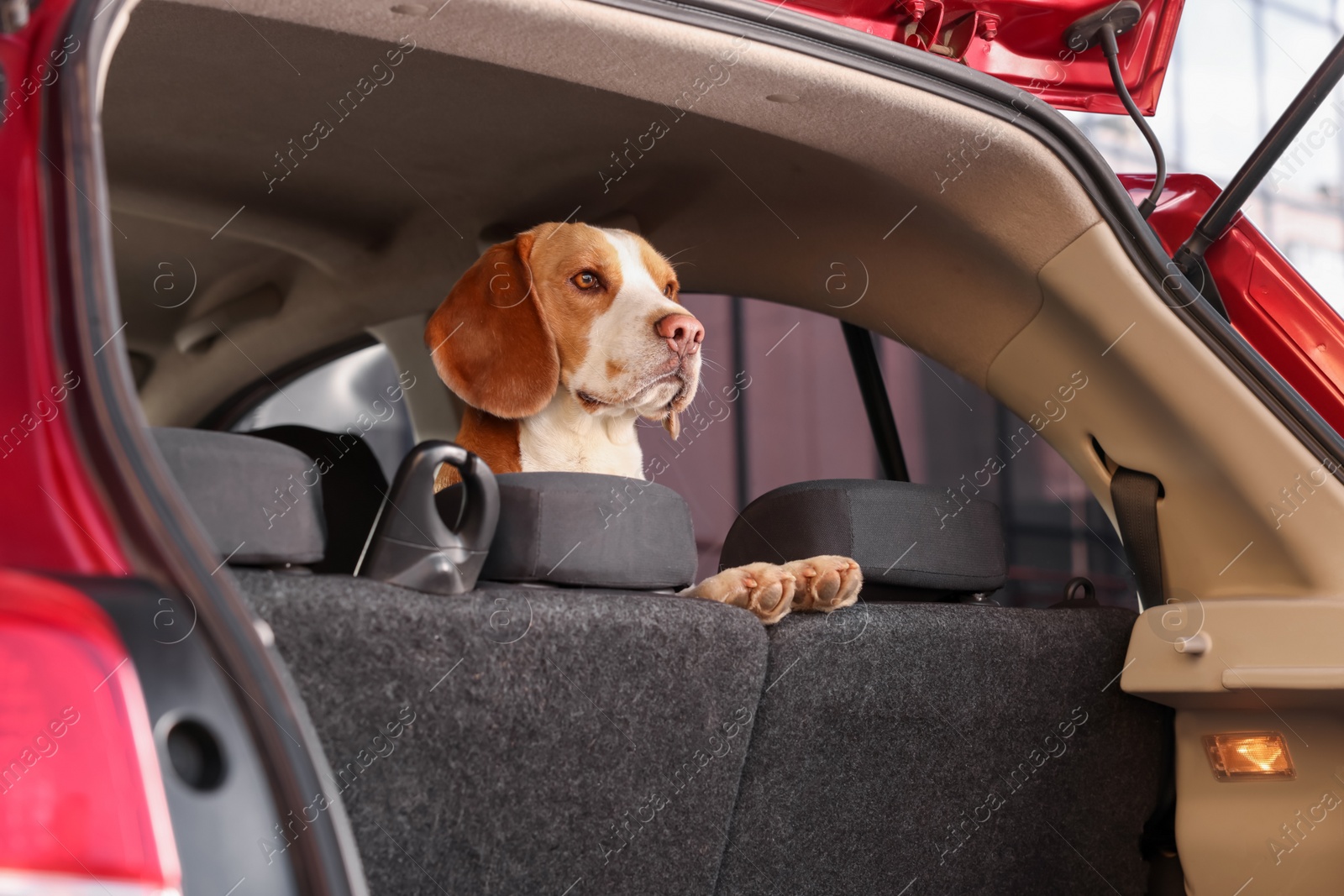 Photo of Cute Beagle dog in car. Adorable pet