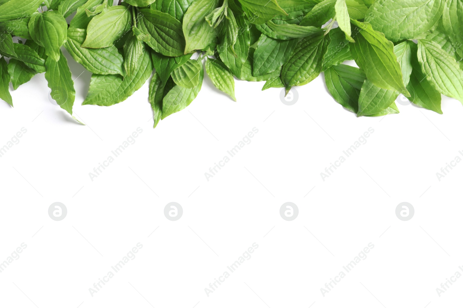 Photo of Beautiful spring green leaves on white background, top view