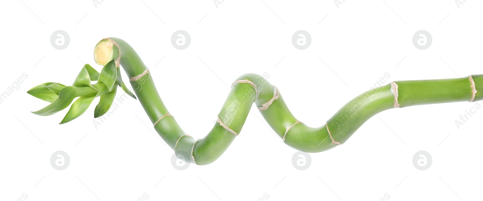 Photo of Beautiful green bamboo stem with leaves on white background