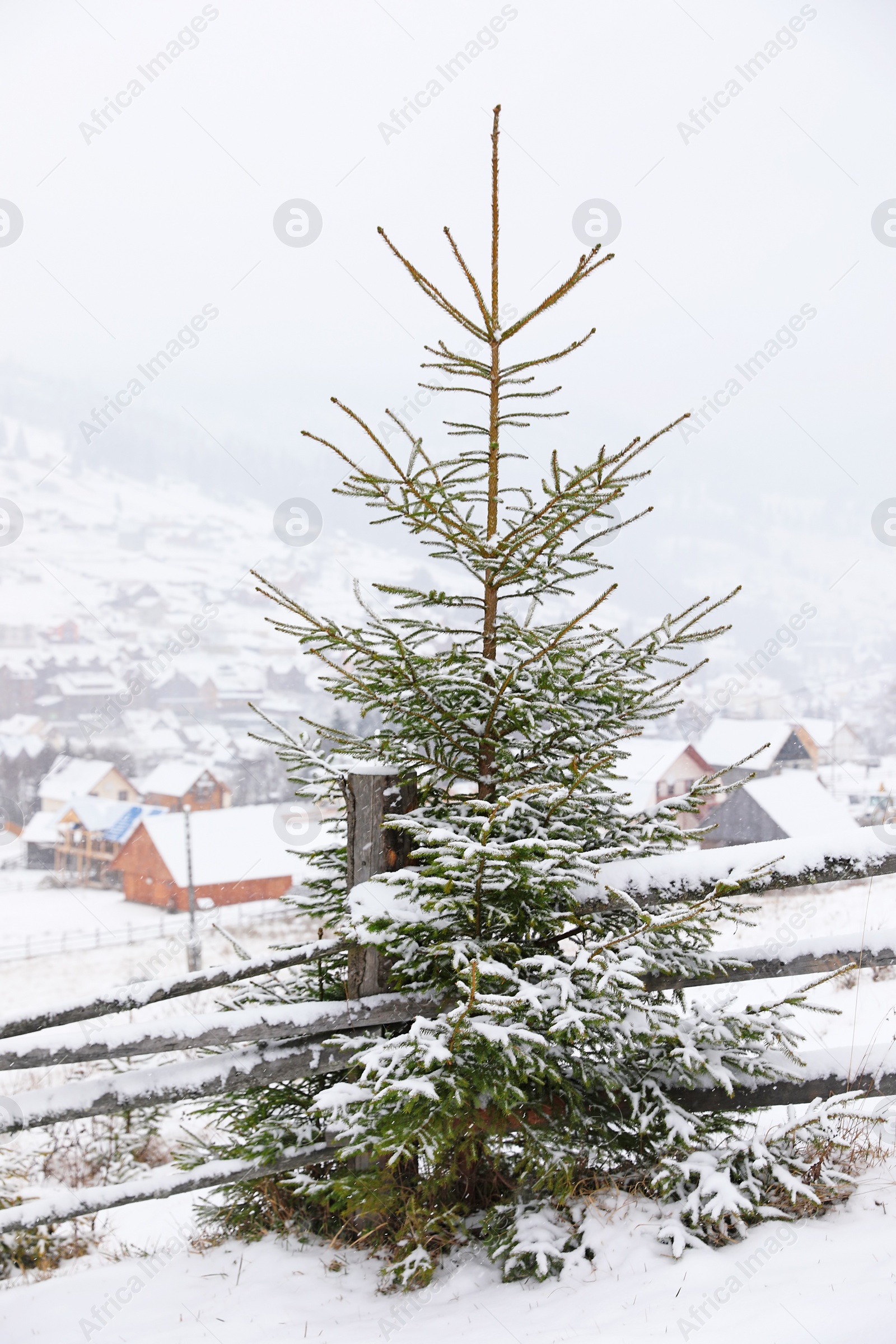 Photo of Beautiful view of fir tree covered with snow outdoors. Winter landscape