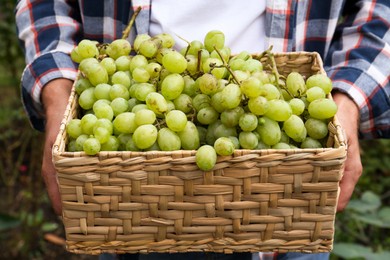 Photo of Farmer holding wicker basket with ripe grapes in vineyard, closeup