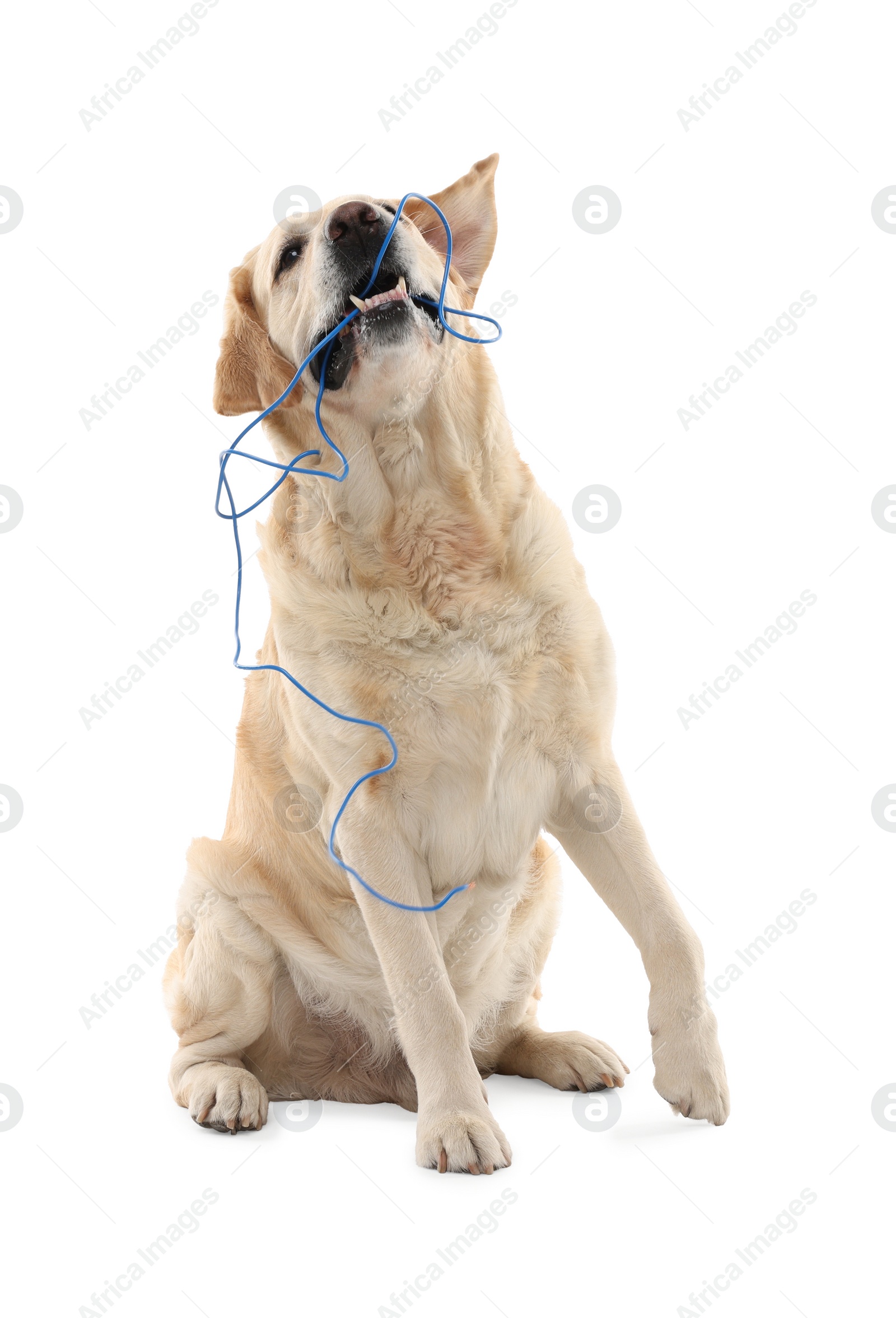 Photo of Naughty Labrador Retriever dog chewing damaged electrical wire on white background