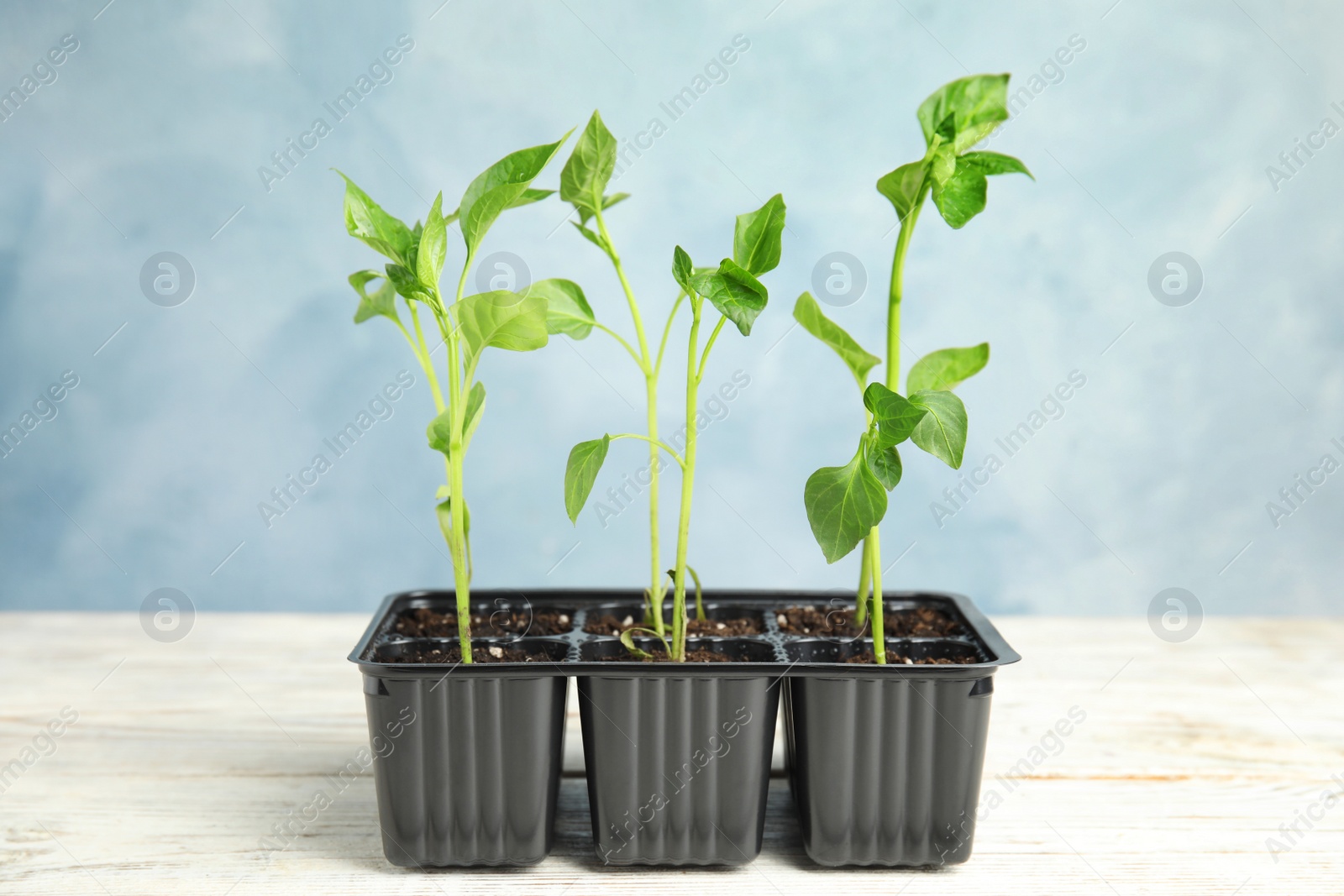 Photo of Vegetable seedlings in plastic tray on wooden table against blue background