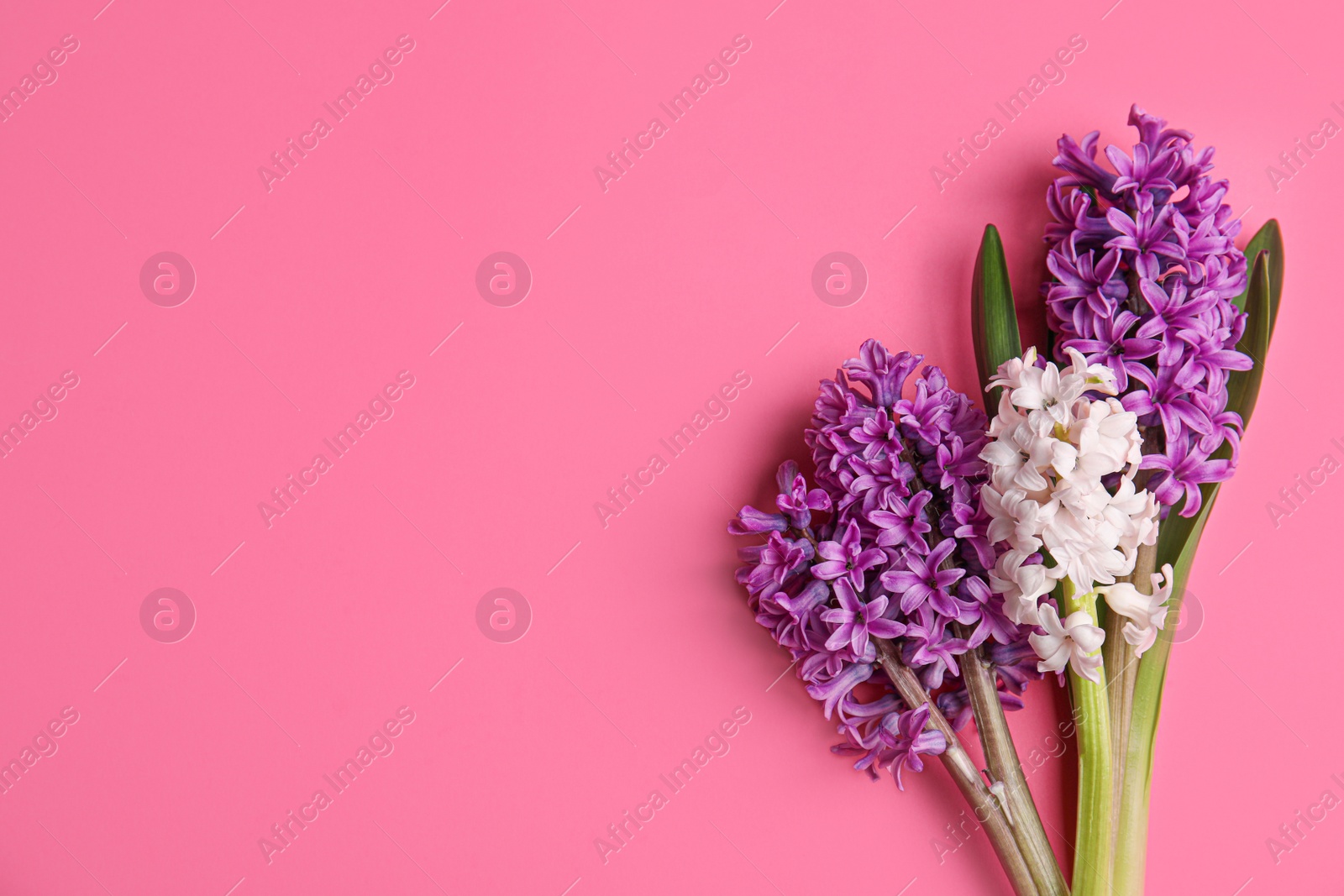 Photo of Beautiful spring hyacinth flowers on pink background, flat lay. Space for text