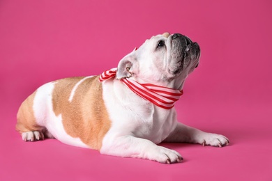 Photo of Adorable funny English bulldog with ribbon on pink background