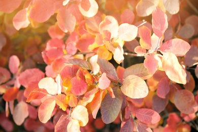 Photo of Bright leaves as background, outdoors. Autumn day