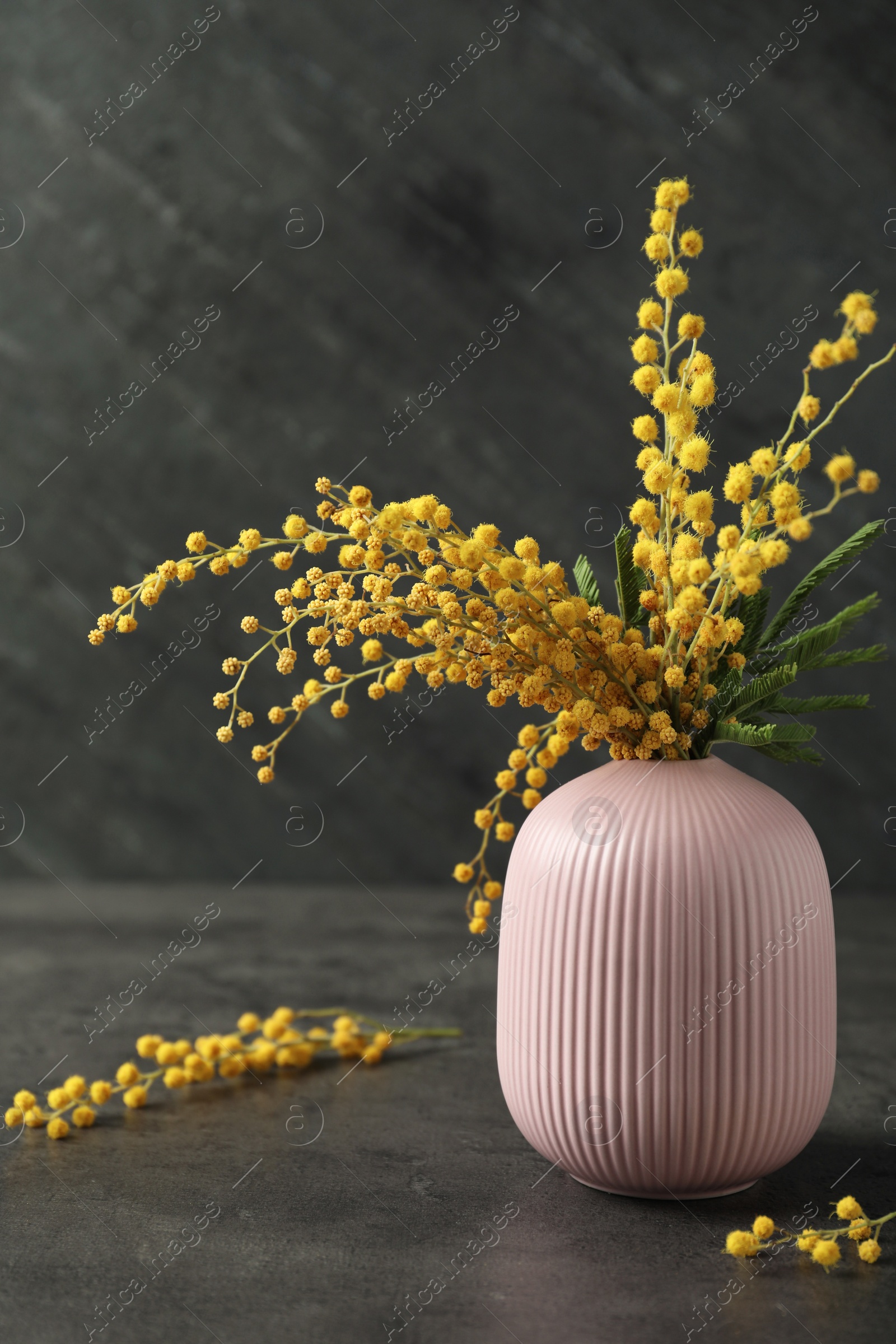 Photo of Bouquet of beautiful mimosa flowers on black background