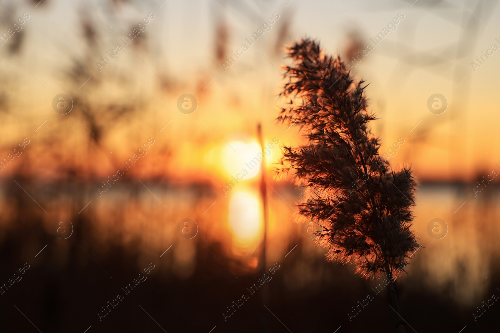 Photo of Fluffy reed plant near river at beautiful sunset, closeup. Space for text