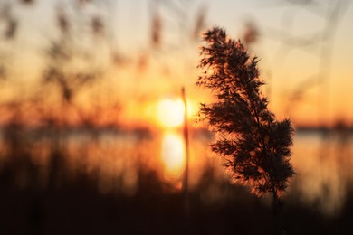 Fluffy reed plant near river at beautiful sunset, closeup. Space for text