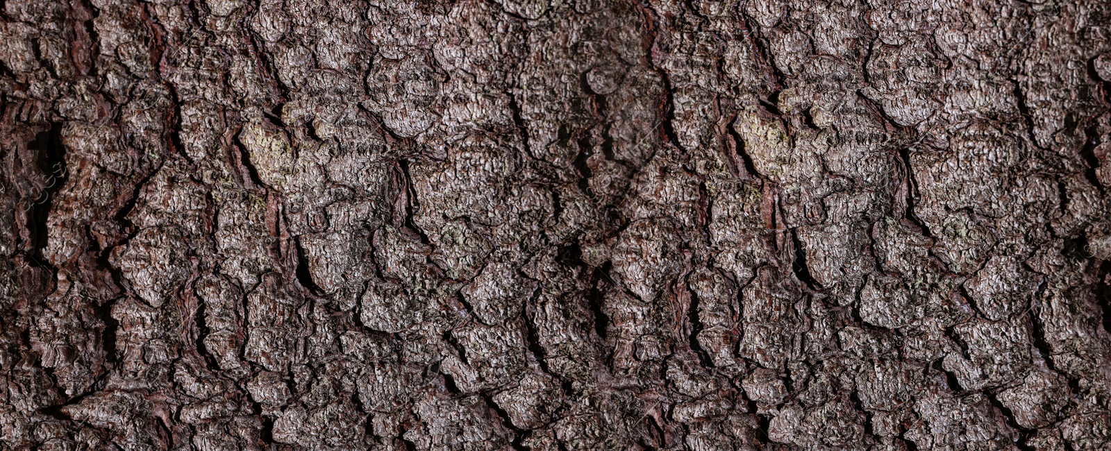 Image of Texture of tree bark as background, closeup view. Banner design