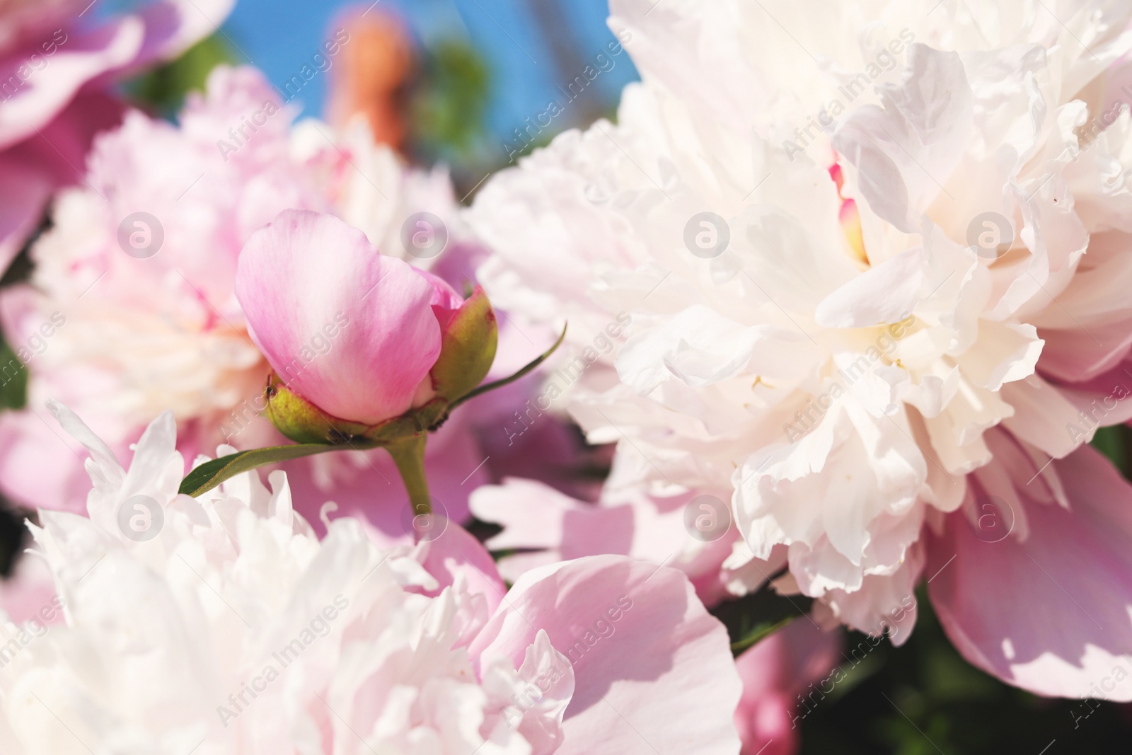 Photo of Wonderful pink peonies in garden outdoors, closeup