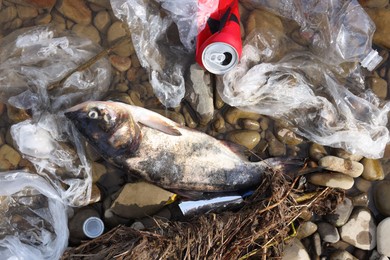 Photo of Dead fish among trash near river, flat lay. Environmental pollution concept
