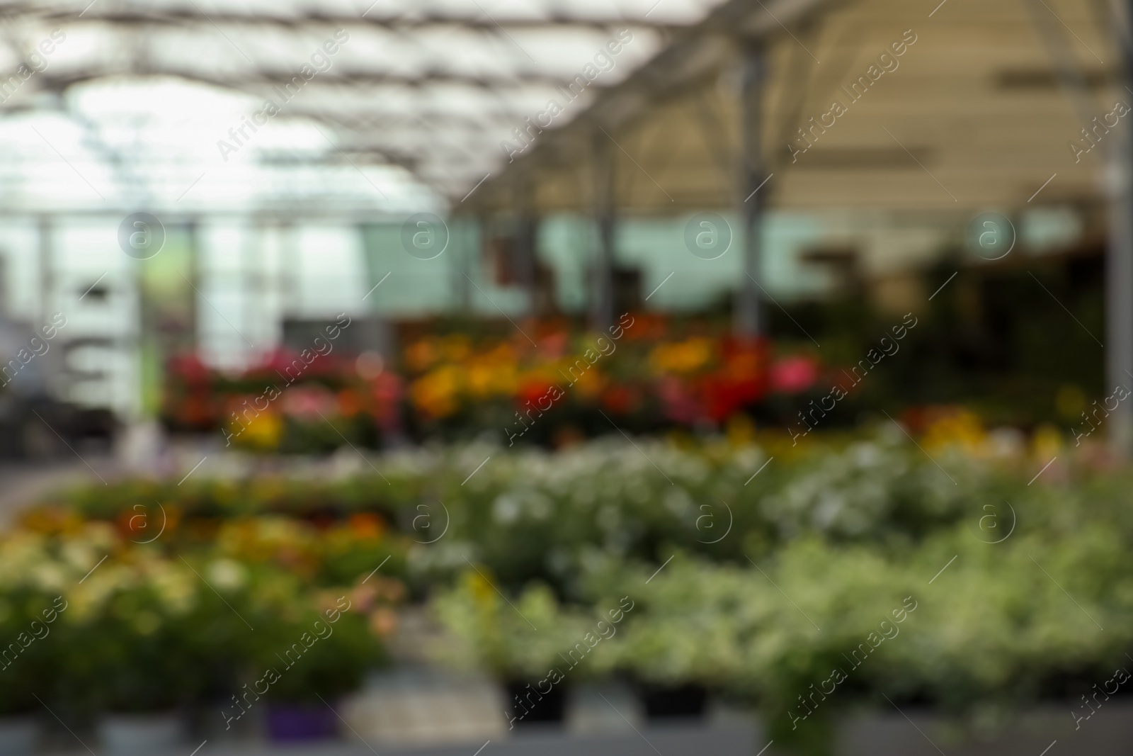 Photo of Blurred view of garden center with many different blooming plants