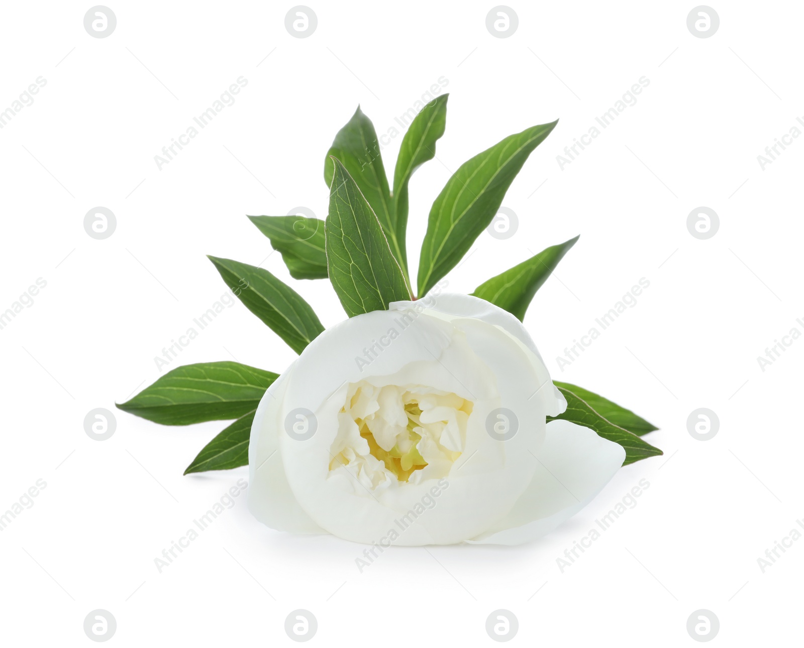 Photo of Beautiful blooming peony flower isolated on white