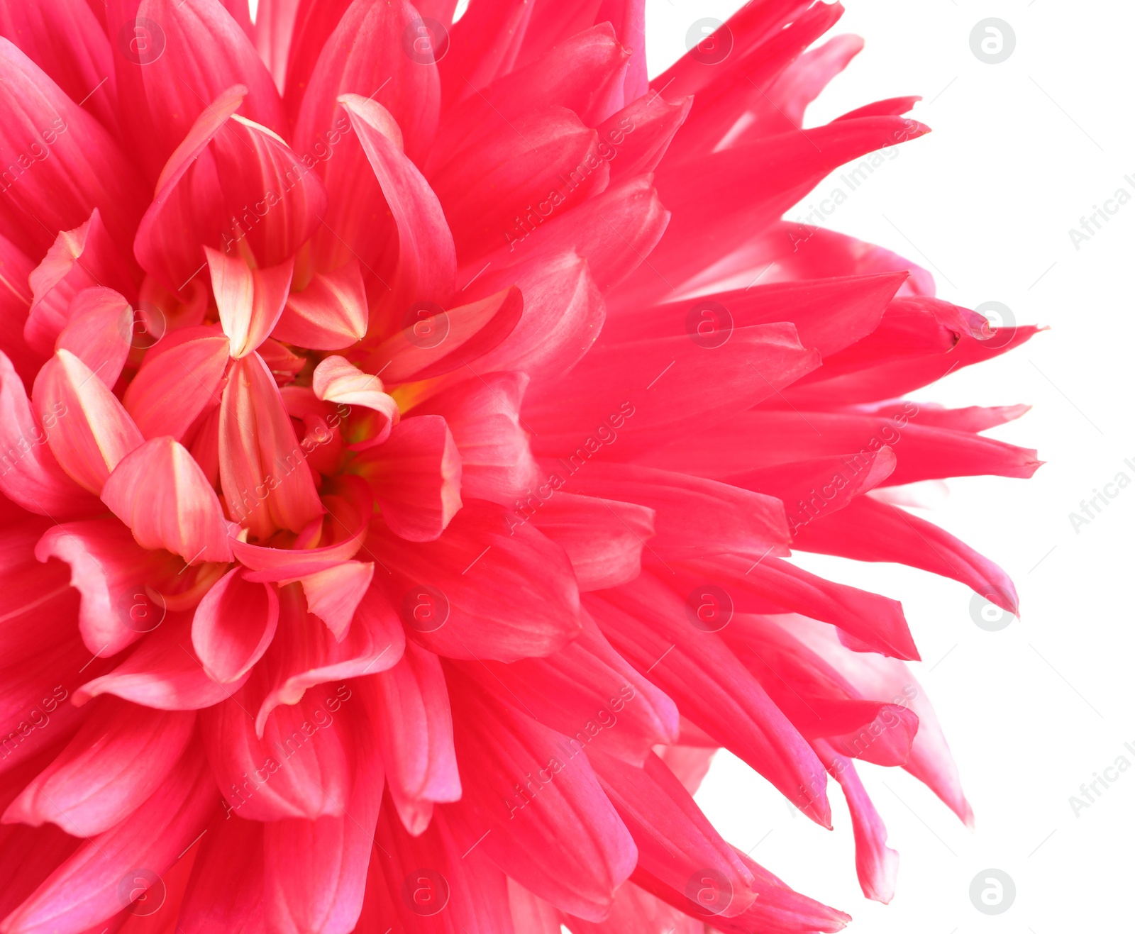 Photo of Beautiful pink dahlia flower on white background