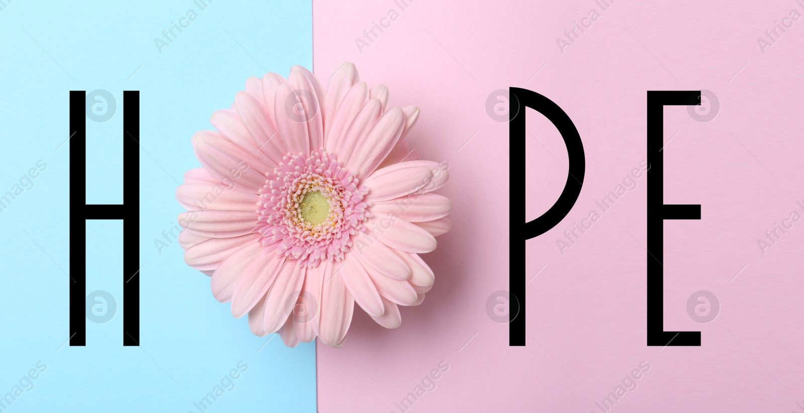 Image of Word HOPE made with letters and beautiful gerbera on color background, top view. Banner design