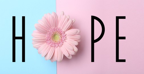 Image of Word HOPE made with letters and beautiful gerbera on color background, top view. Banner design