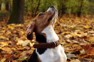 Photo of Adorable Beagle dog in stylish collar in autumn park
