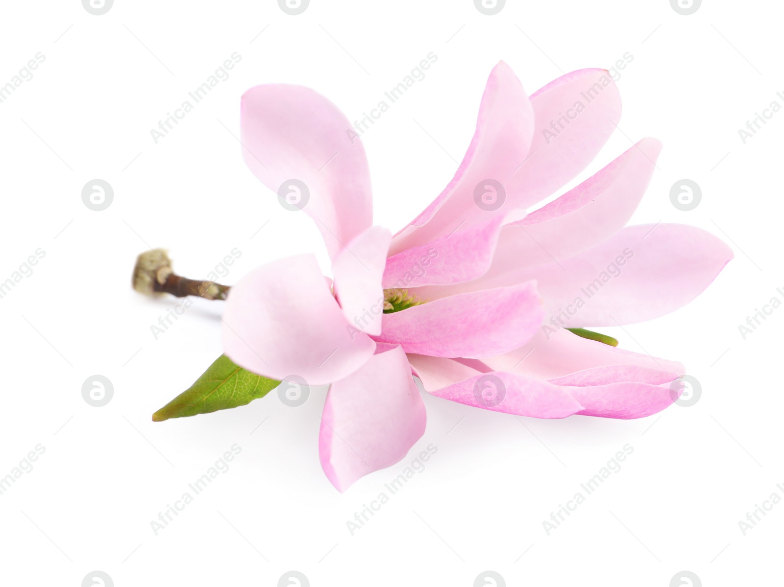 Photo of Beautiful pink magnolia flower isolated on white