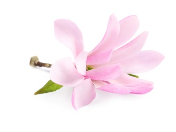 Beautiful pink magnolia flower isolated on white