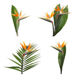 Set with bird of Paradise tropical flowers on white background