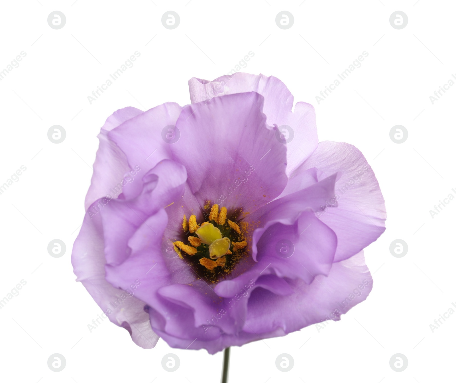 Photo of Beautiful Eustoma flower on white background