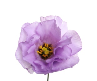 Photo of Beautiful Eustoma flower on white background