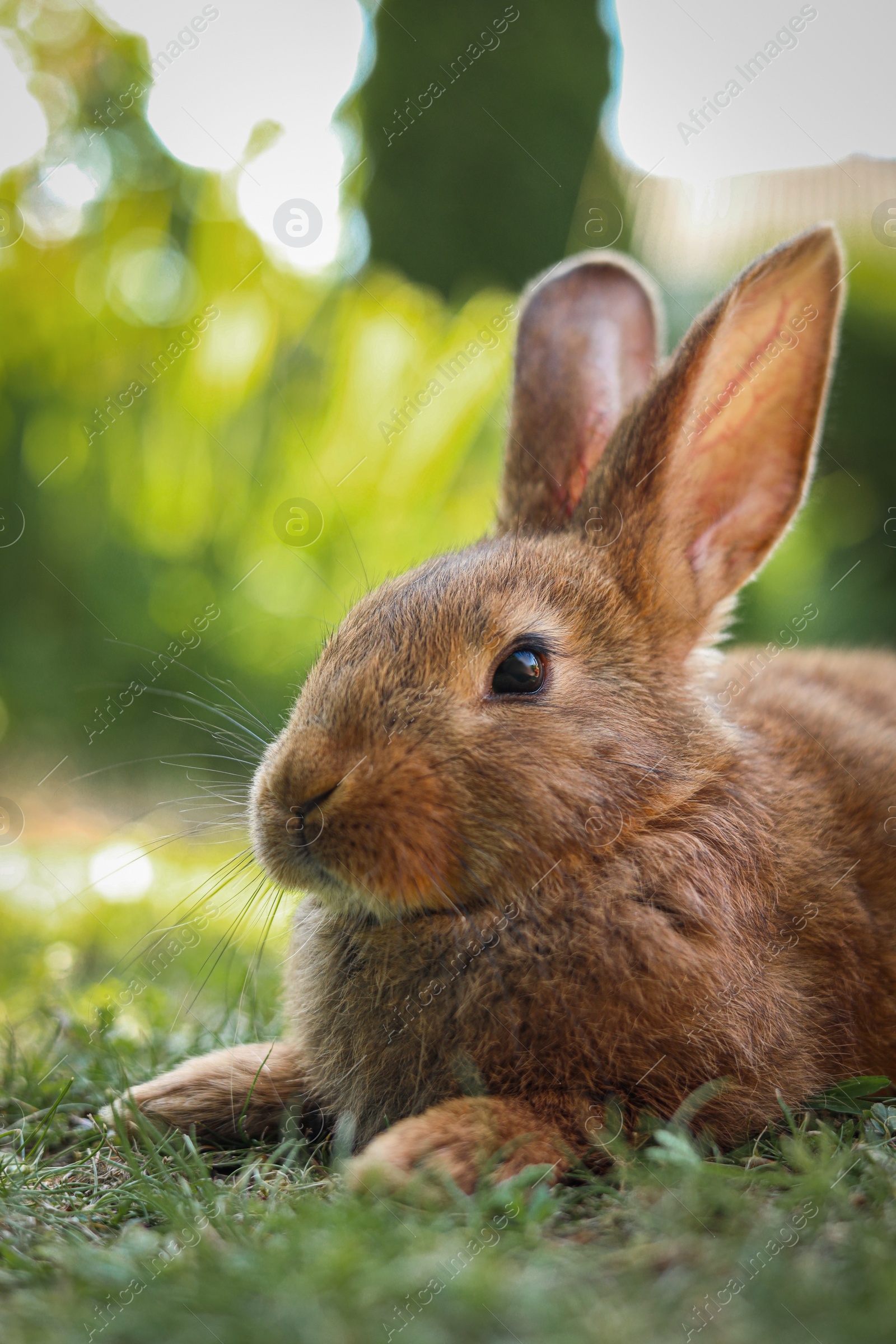 Photo of Cute fluffy rabbit on green grass outdoors