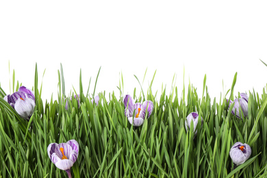 Photo of Fresh green grass and crocus flowers on white background. Spring season