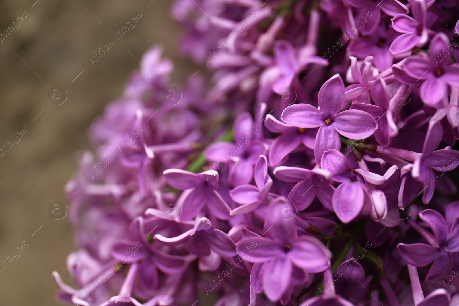 Photo of Beautiful lilac flowers on blurred background, closeup