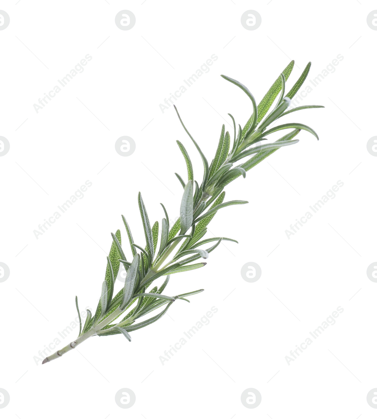 Photo of Fresh green rosemary isolated on white. Aromatic herb