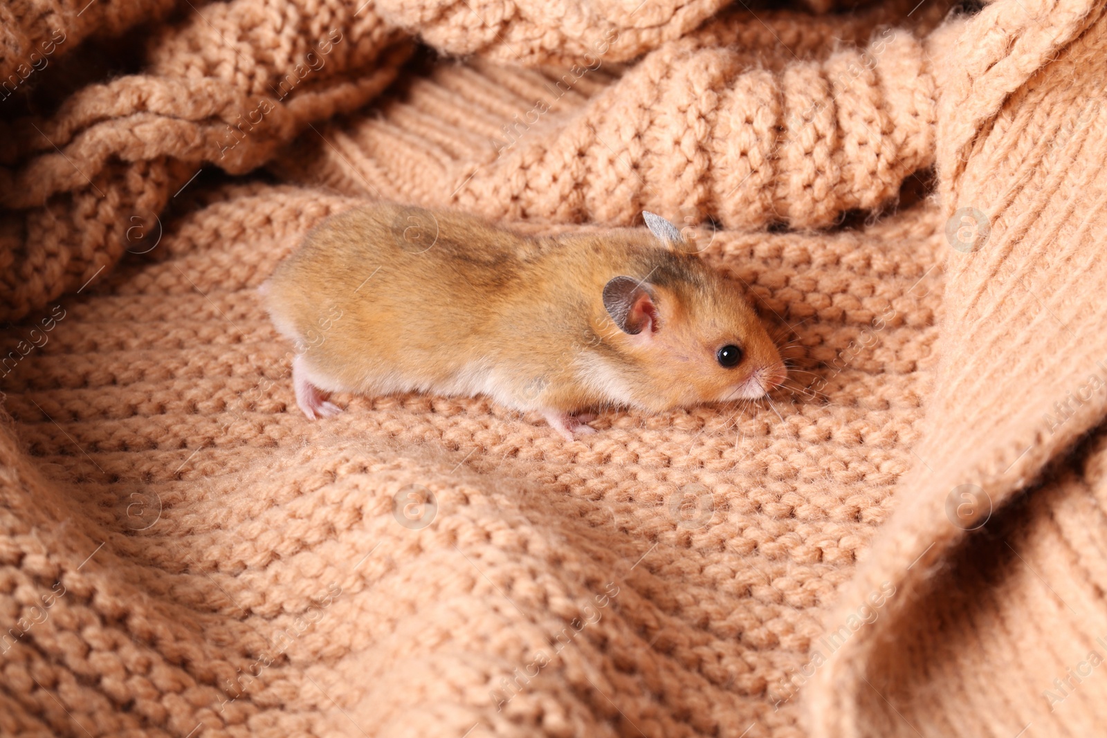 Photo of Cute little hamster on pink knitted sweater