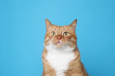 Photo of Cute ginger cat on light blue background. Adorable pet