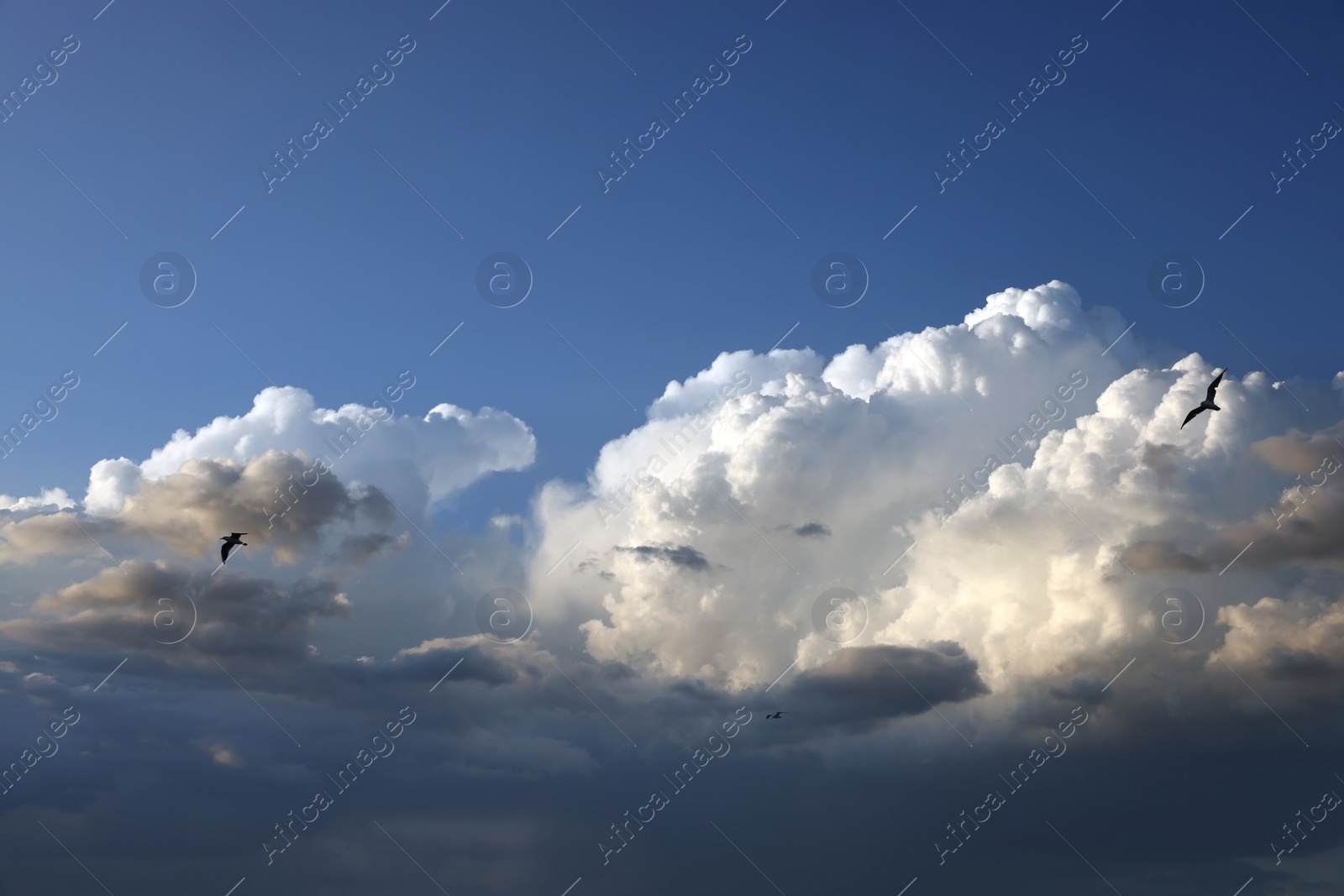 Photo of Picturesque view of beautiful blue sky with flying birds against fluffy white clouds