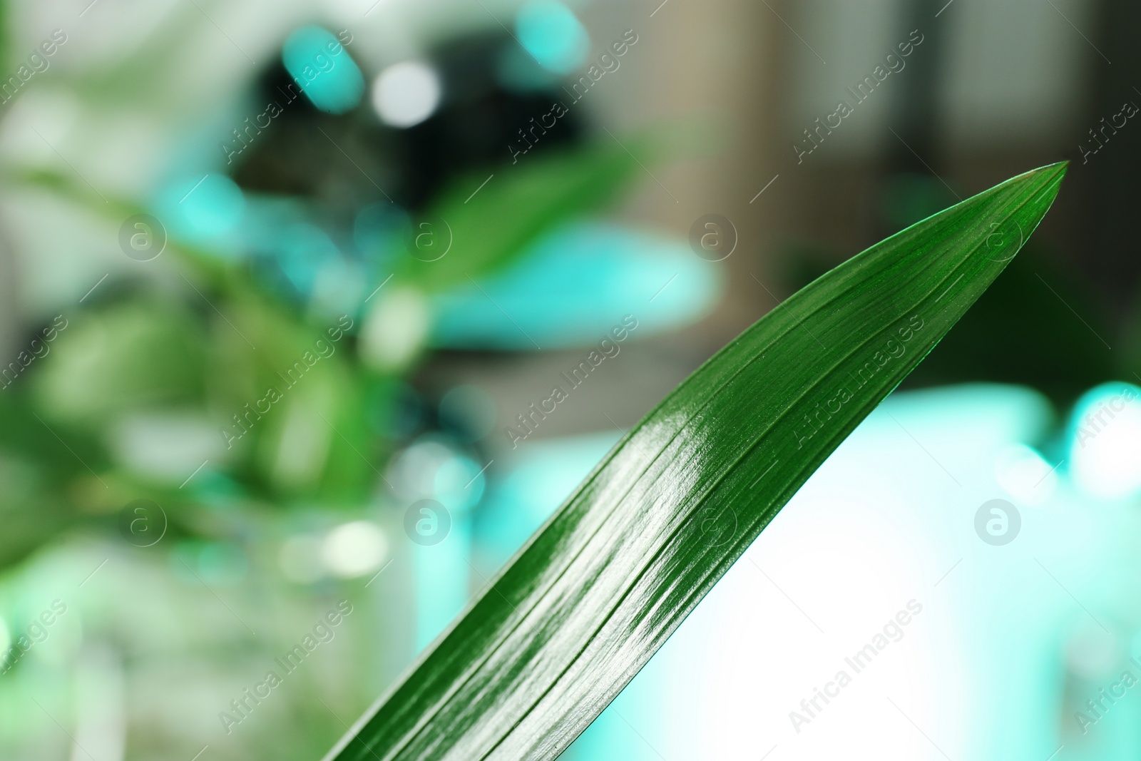 Photo of Green leaf on blurred background, closeup. Plant chemistry