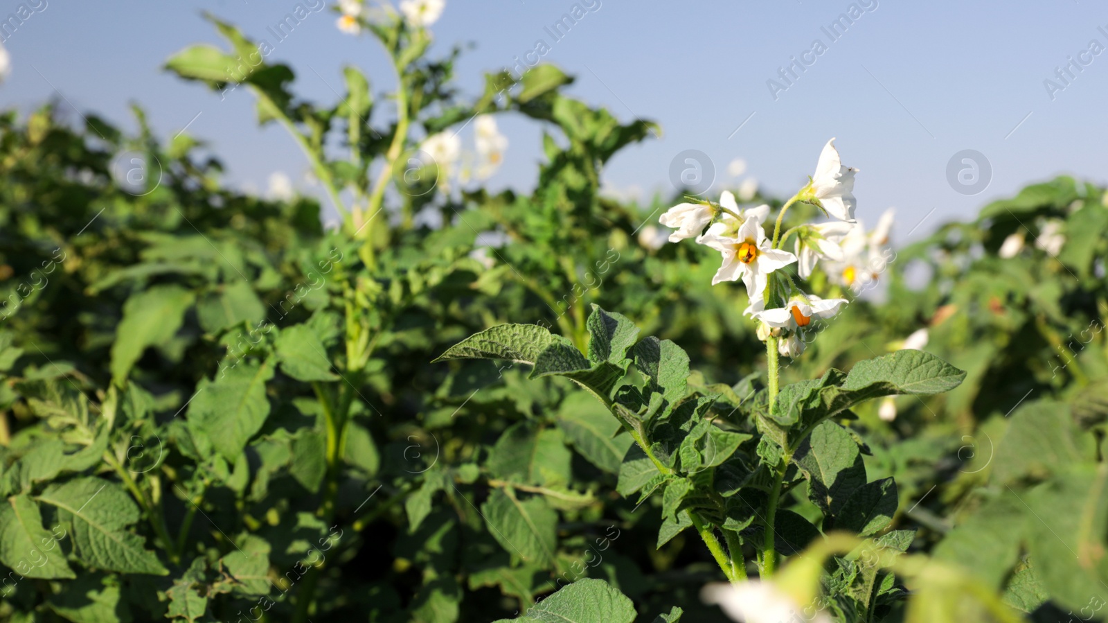 Photo of Beautiful field with blooming potato bushes on sunny day, closeup