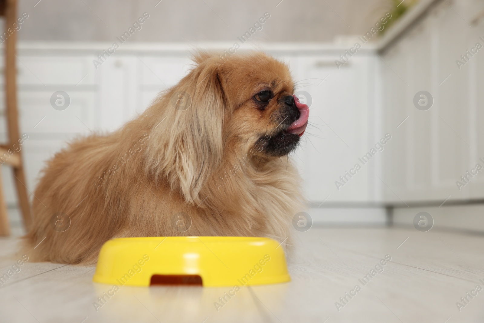 Photo of Cute Pekingese dog near pet bowl in kitchen. Space for text