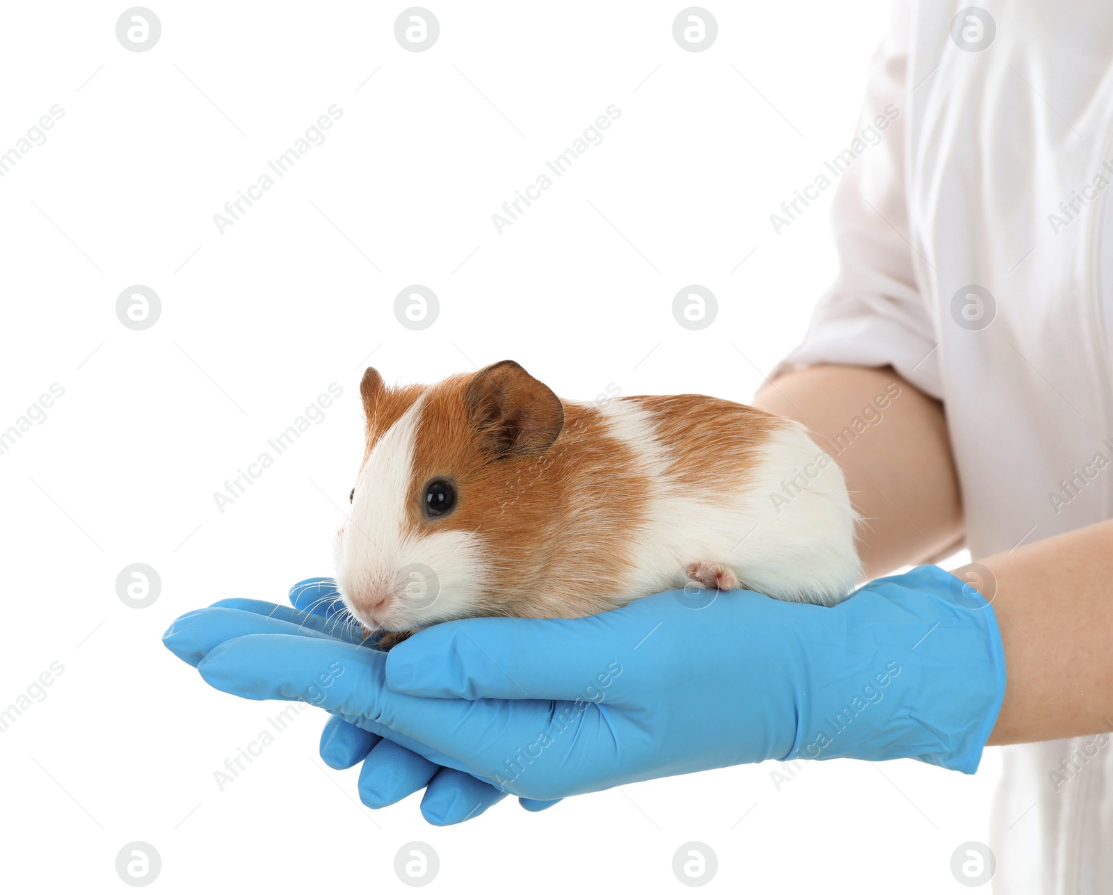 Photo of Scientist holding guinea pig on white background, closeup. Animal testing concept