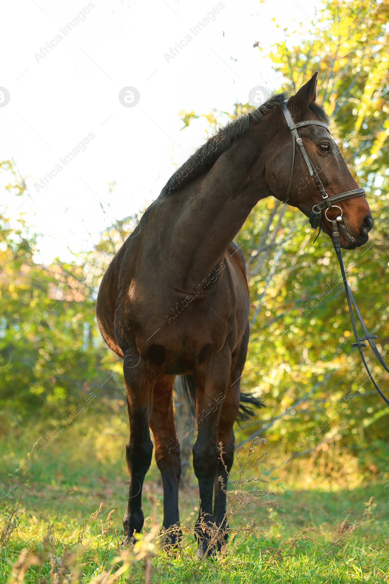 Photo of Beautiful brown horse in leather bridle outdoors