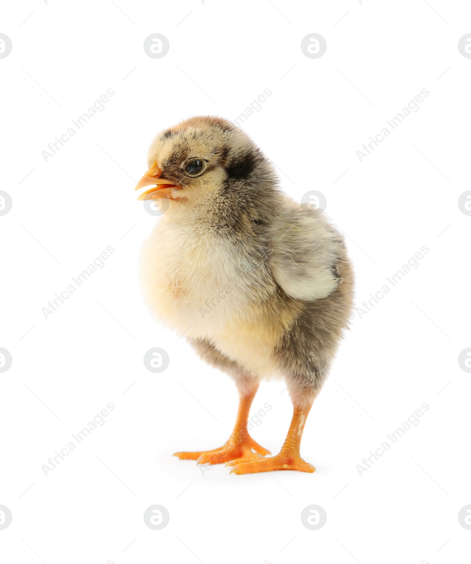 Photo of One cute chick isolated on white. Baby animal