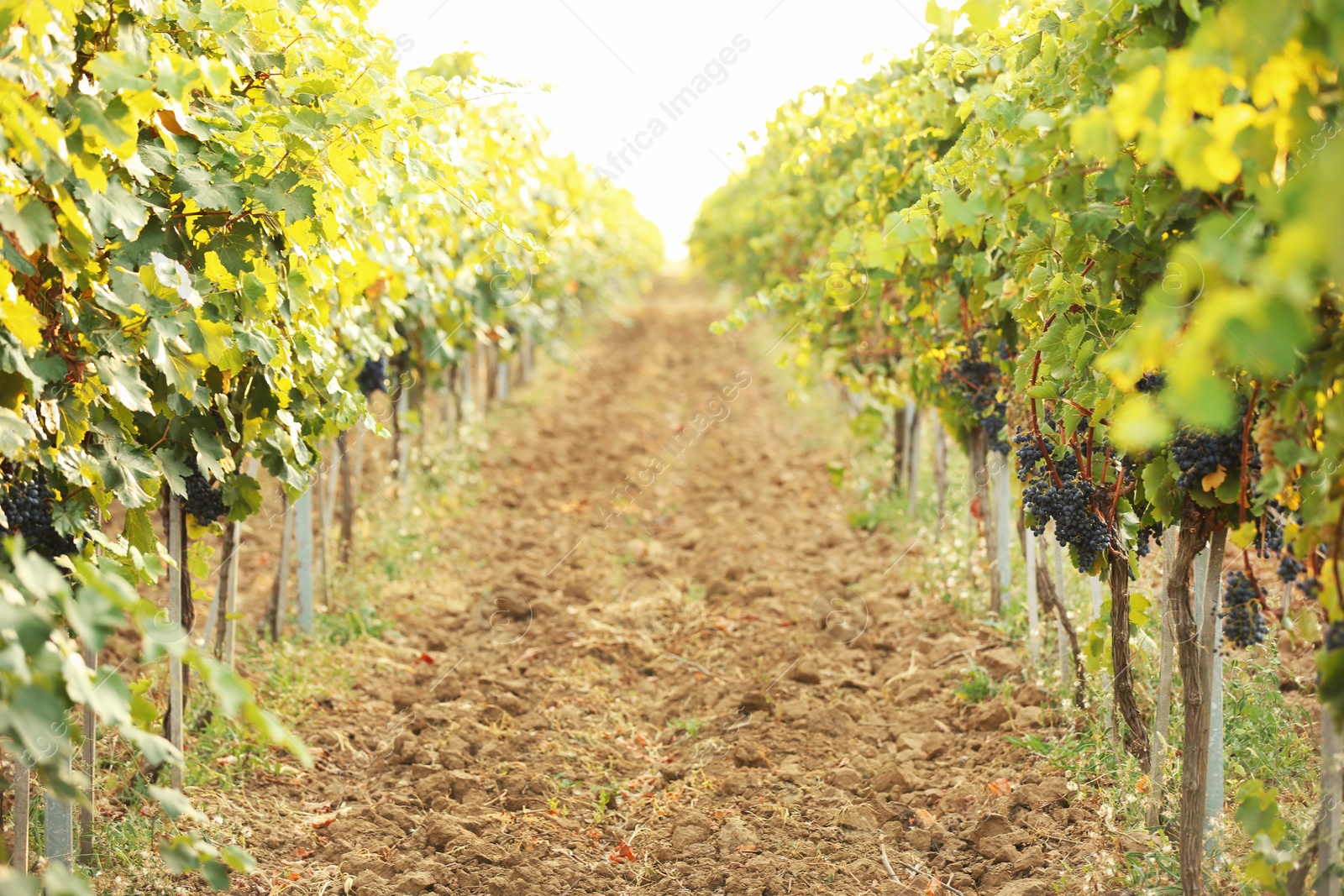 Photo of View of vineyard rows with fresh ripe juicy grapes on sunny day