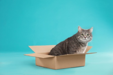 Cute grey tabby cat sitting in cardboard box on blue background