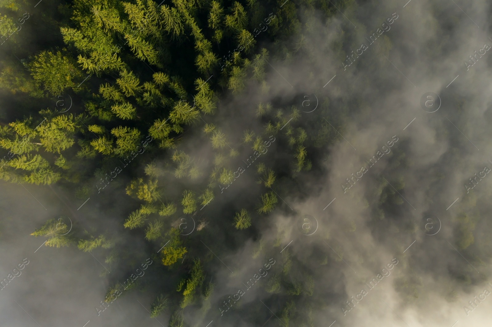 Image of Aerial view of beautiful forest with conifer trees on foggy morning