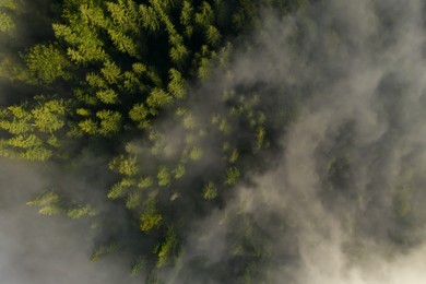 Aerial view of beautiful forest with conifer trees on foggy morning