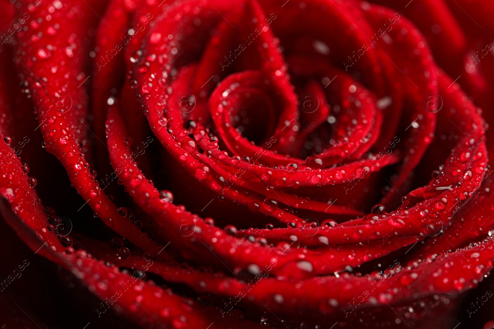 Photo of Beautiful red rose flower with water drops as background, closeup