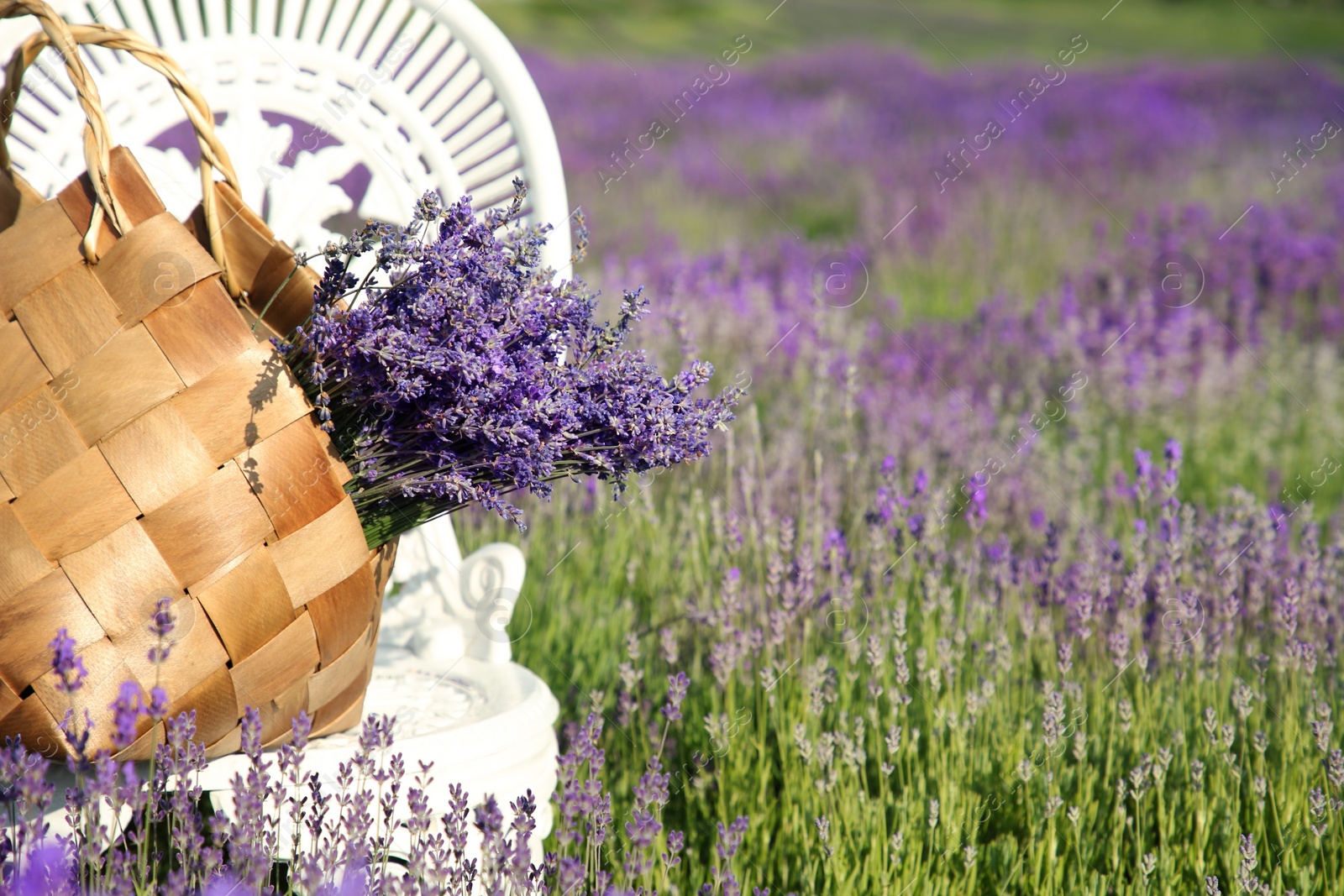 Photo of Wicker bag with beautiful lavender flowers on chair in field, space for text