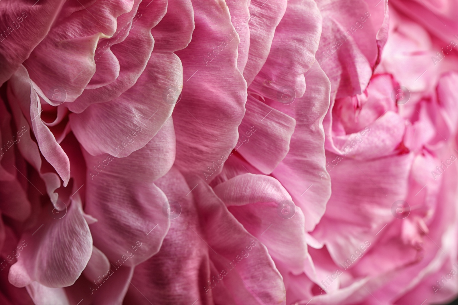 Photo of Closeup view of beautiful blooming peony as background. Floral decor