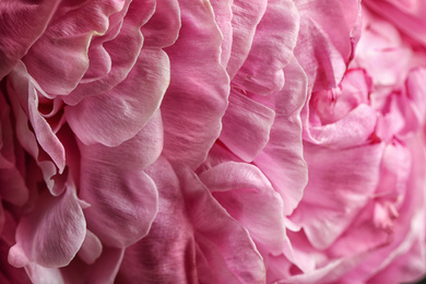 Photo of Closeup view of beautiful blooming peony as background. Floral decor